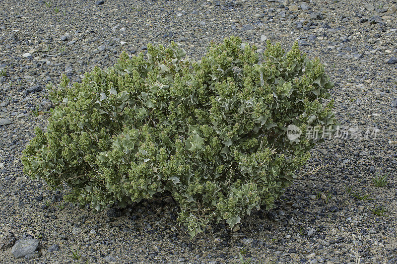 Atriplex hymenelytra，或沙漠冬青，是银白色灰色的灌木，苋科，原产于美国西南部的沙漠，在加州的死亡谷国家公园发现。苋科。